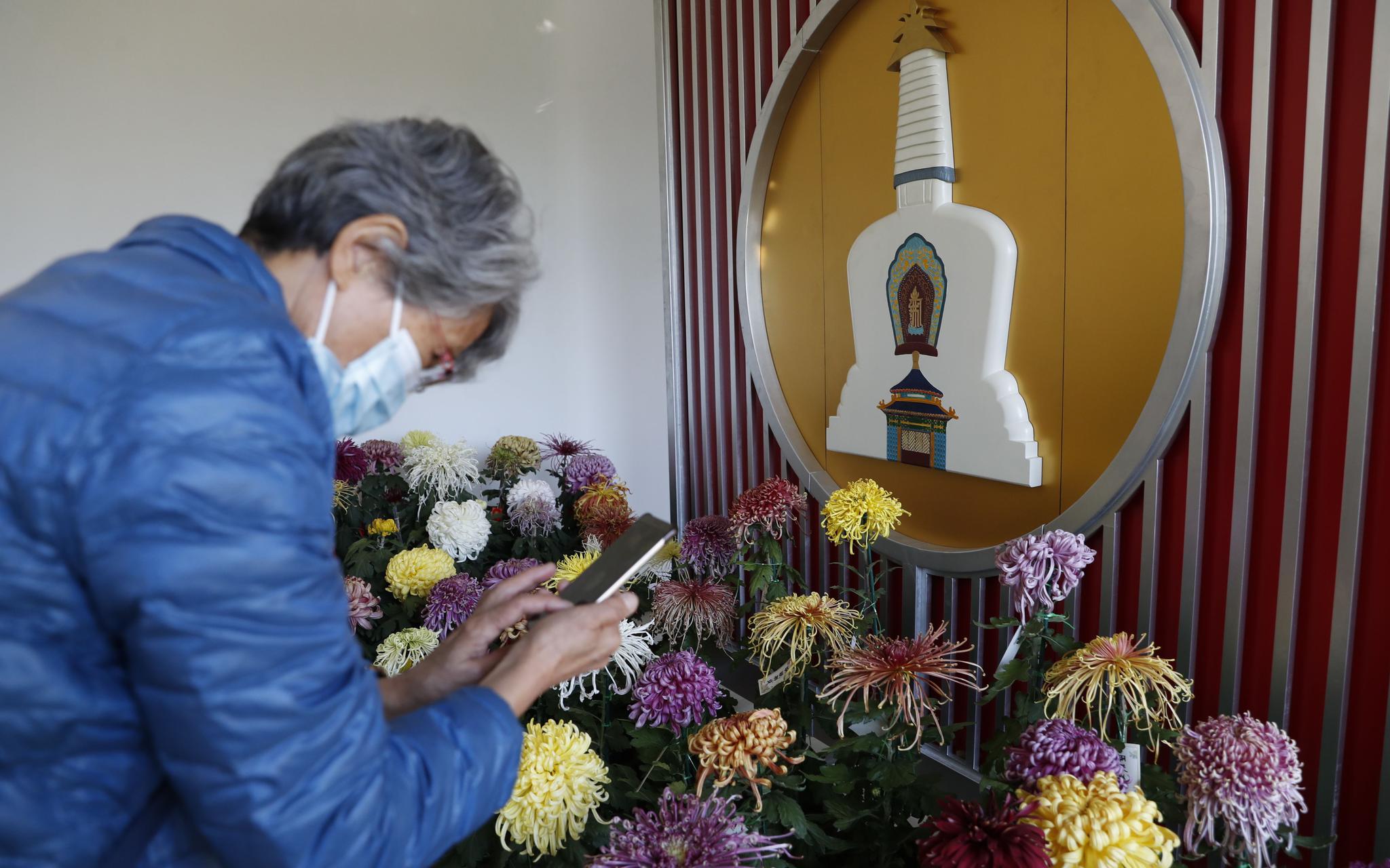 菊花睁开幕,旅客为菊花摄影。新京报记者 侯少卿摄