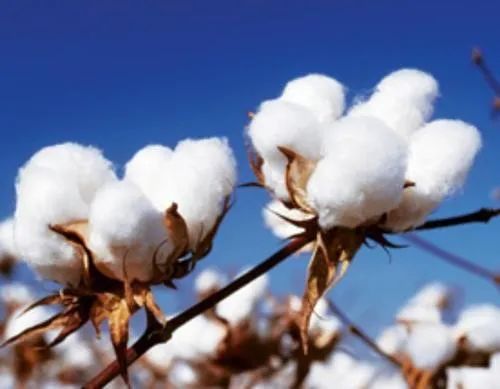 在五星级酒店拼单的名媛,只拍照不睡觉太亏了