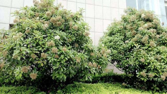 石楠花