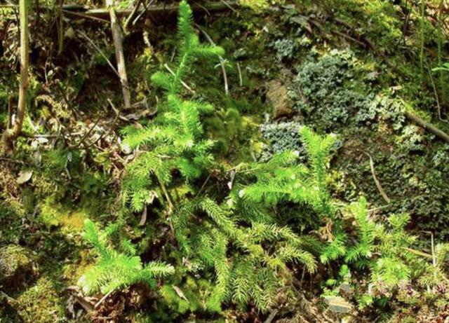 铺地蜈蚣这种植物,你见过吗?