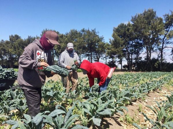外媒：疫情阻断求学路 美学龄青少年变农田劳动