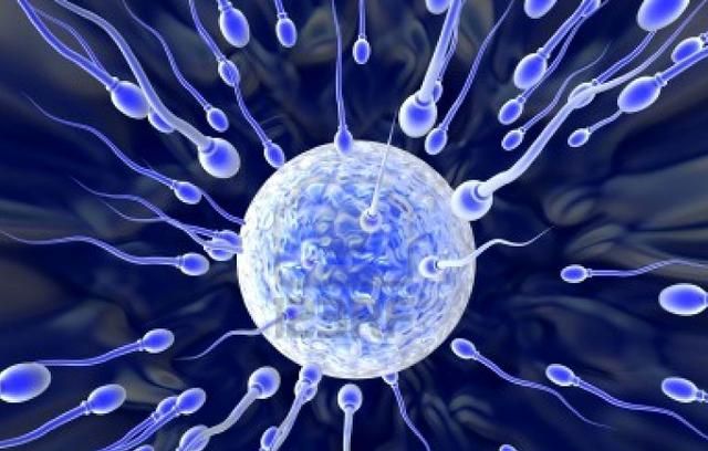 最新研究：卵子偏爱特定精子,甚至会迅速寻找目标,备孕夫妻快看