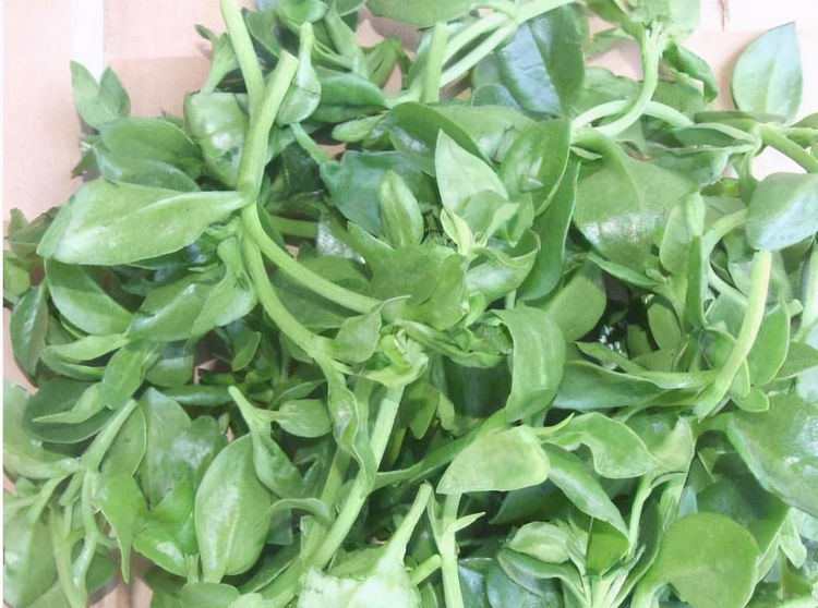 能直接食用的中草药,营养价值高,消炎杀菌