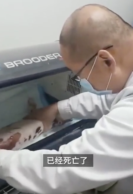 虐猫男子老家收到花圈寿衣?律师提醒!央视发