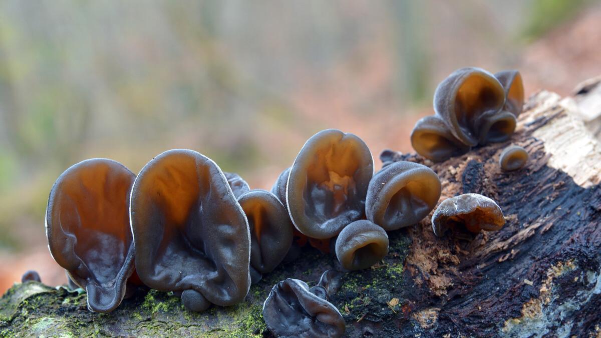 黑木耳泡发后隔夜吃，有没有毒？怎样泡发木耳才安全？早作了解吧