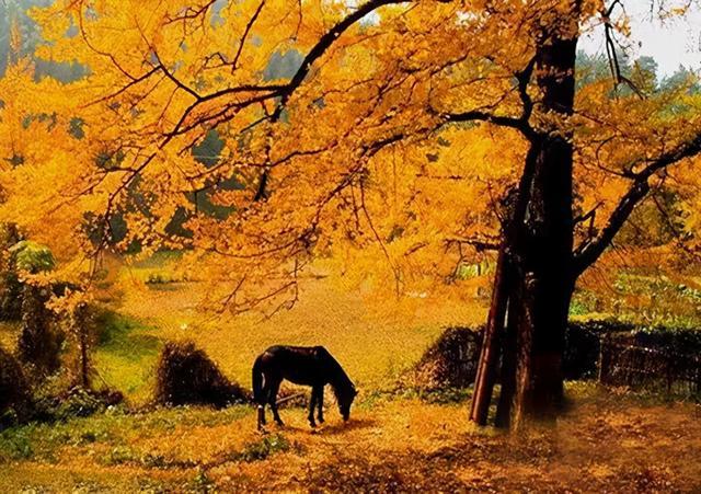 抓住秋天的尾巴,选个小众景点出发吧|大慈岩|银杏