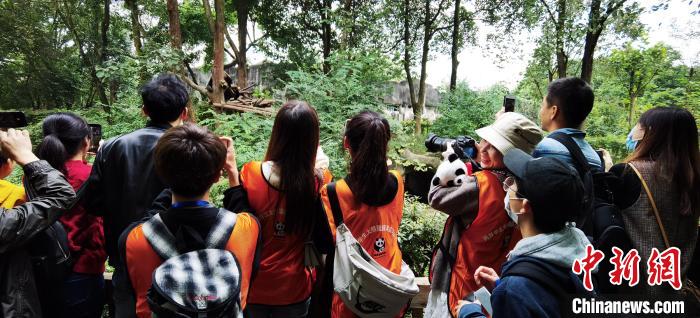 两岸学生参观成都大熊猫繁育研究基地。四川省海峡两岸交流促进会供图