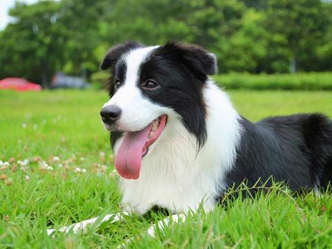 安阳同城约会与边牧犬舍资源全解析，不可错过的实用攻略