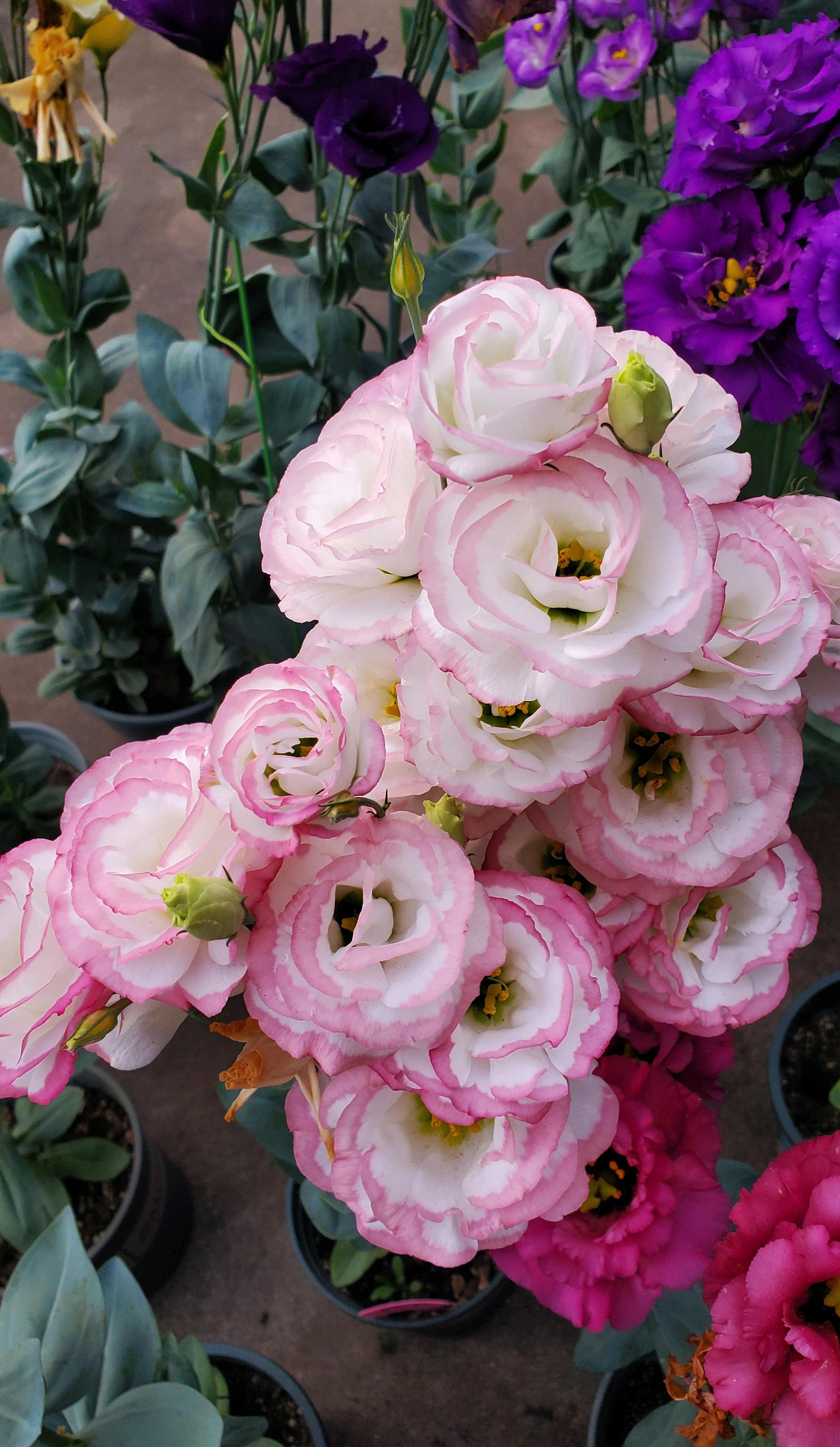 世界四大名花之一"洋桔梗",比玫瑰还美,花开四季,阳台
