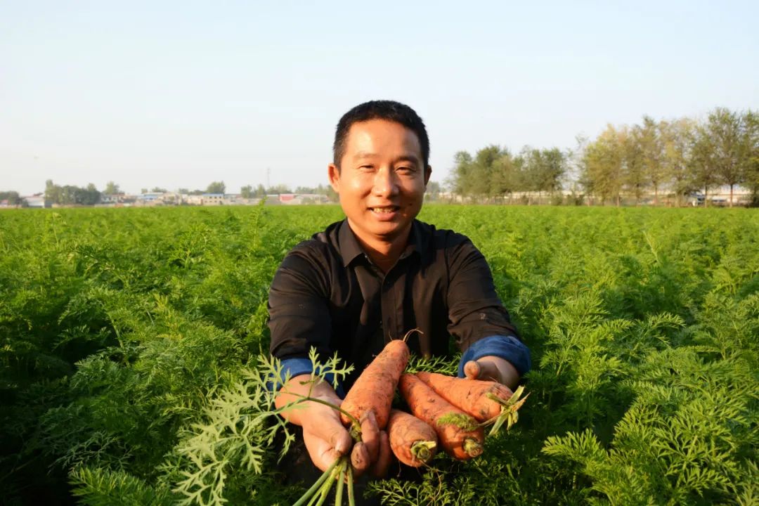 冯学杰在胡萝卜地里展示自己种的胡萝卜.记者 孙学涛 摄