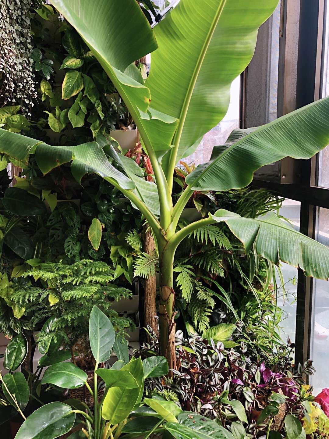 蓝波浪家里的芭蕉树。受访者供图