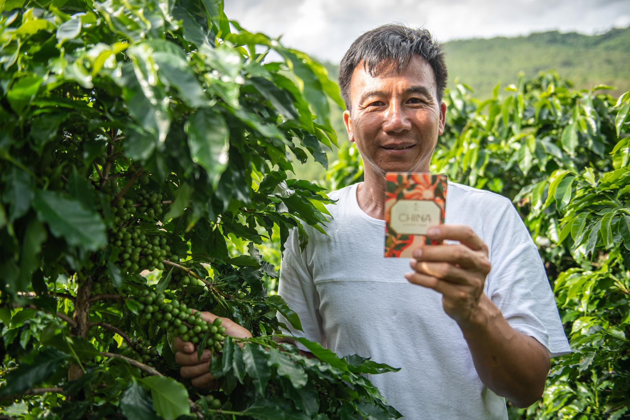 小豆子大门道云南咖农蔡晴开的咖啡种植经