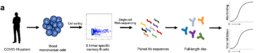 新冠病毒中和抗体筛选流程