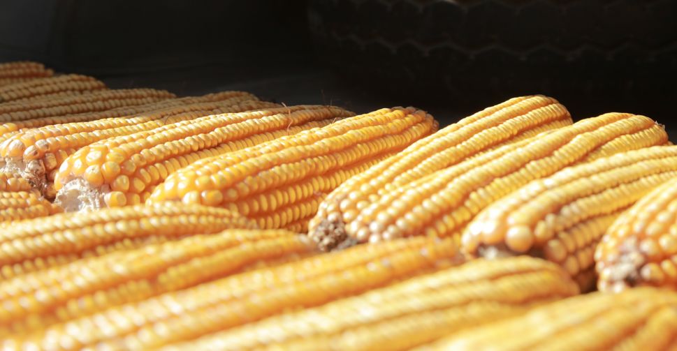 什么大米品种产量高好吃 0a0c-kaaxtfn3852846.jpg