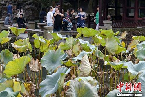 资料图:“寒露”时节,苏州古典园林拙政园内秋色清新宜人,游客漫步在园内,感受独具江南水乡韵味的秋景。王思哲 摄