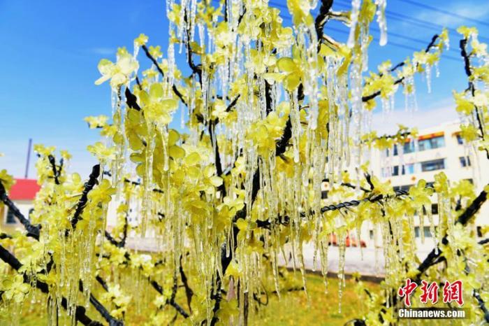 资料图:二十四节气中的寒露节气,甘肃肃南裕固族自治县县城旅游景区内出现冰挂景观。 武雪峰 摄