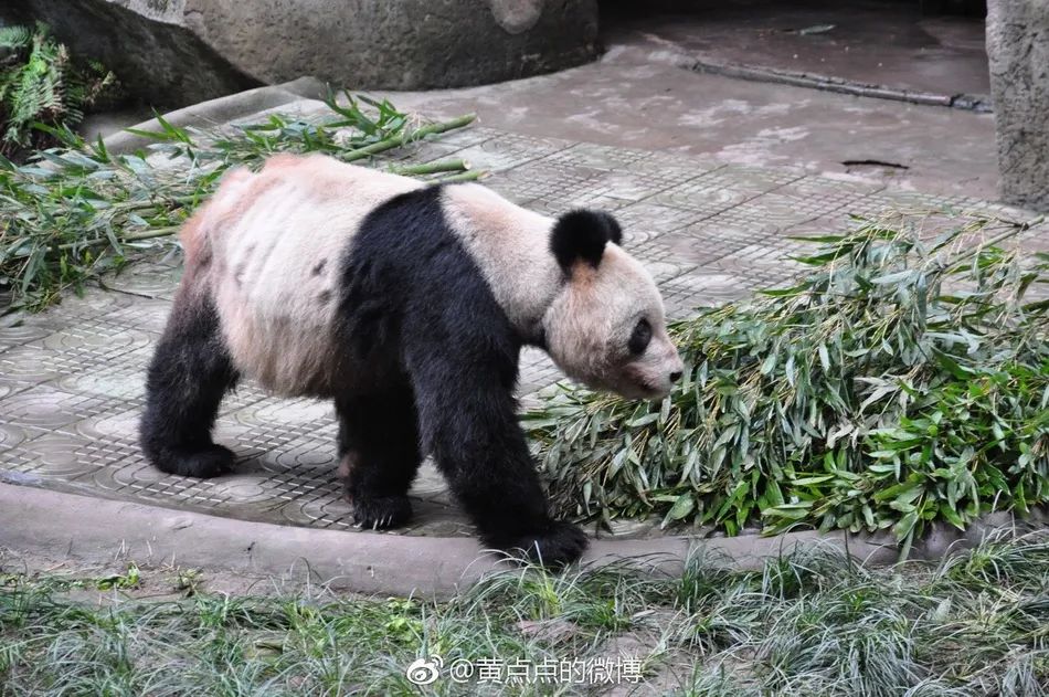 重庆动物园通报25岁大熊猫灵灵去世
