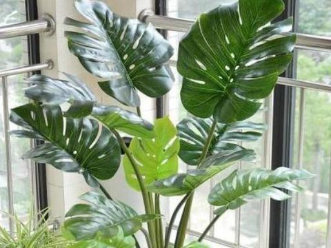 龟背竹怎么养才正确细节 dd35-kcieyvz2681716.jpg