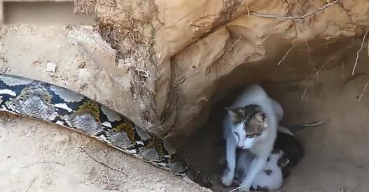 蟒蛇偷袭猫巢，5只小奶猫瑟瑟发抖，猫妈妈的做法使人意外