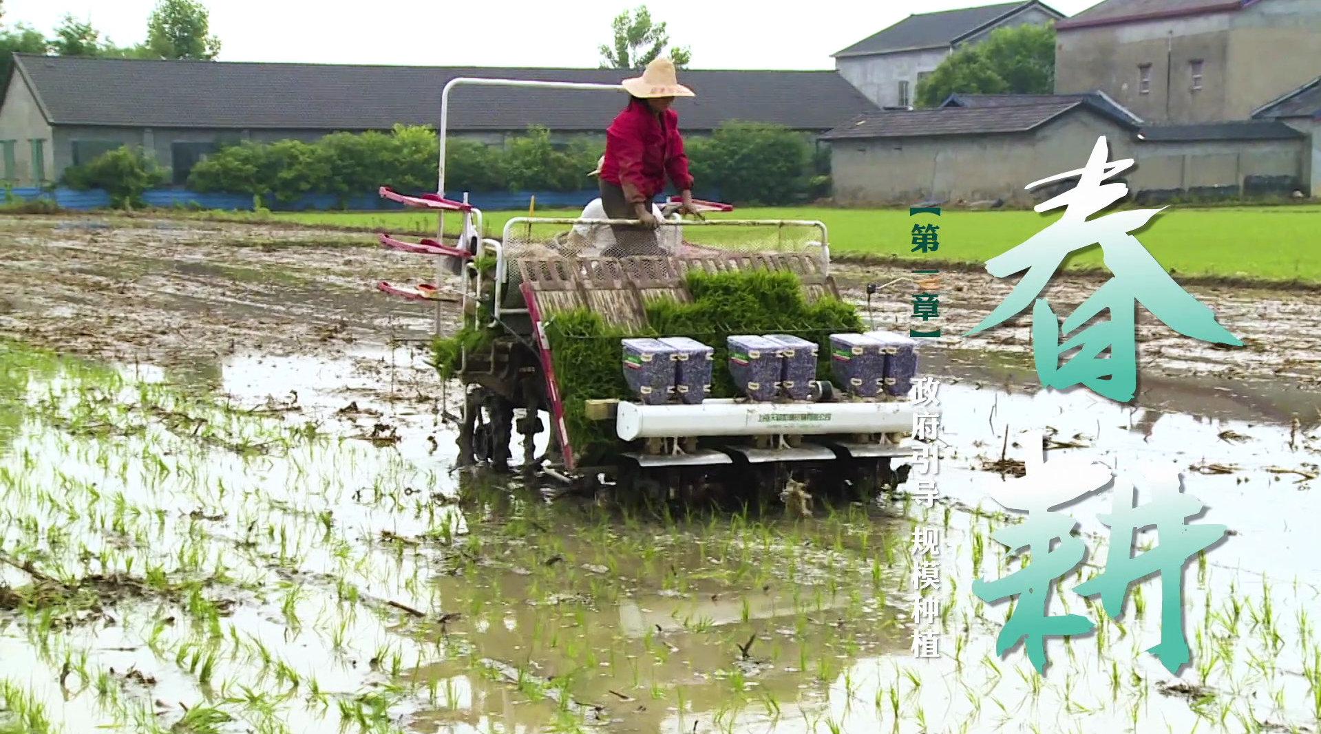 春耕：选好种、耕好地，是生产优质稻米的根本……