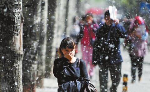 柳絮对汽车的伤害超出你的想象！这四种伤害你知道几个？