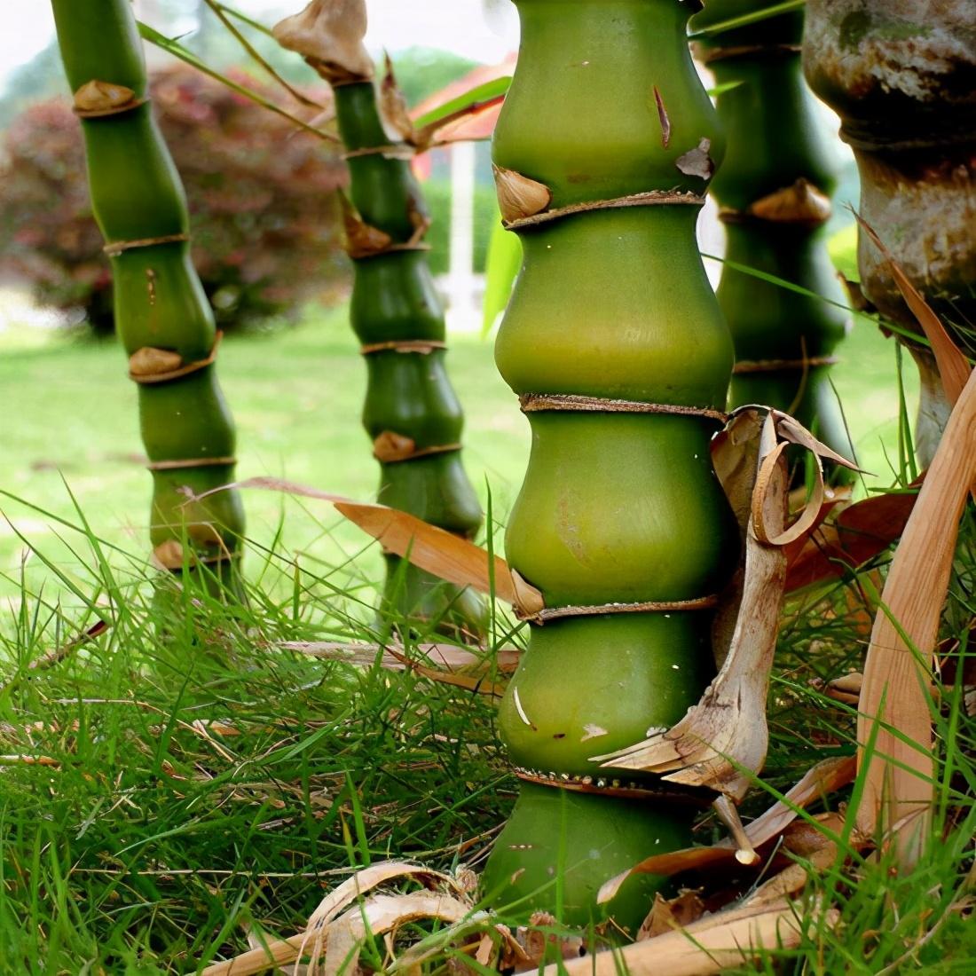 竹子种植技巧——简单易学的移竹种植方法 - 知乎