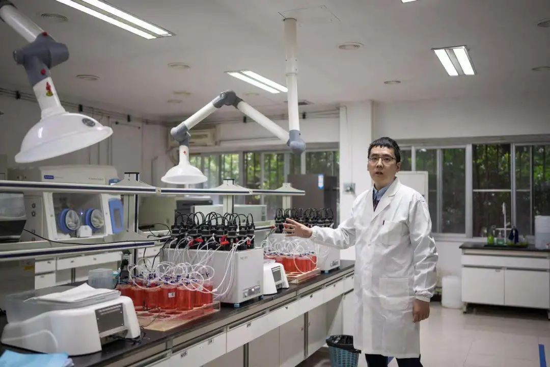 夏奡教授介绍,他们和重庆大学生物工程学院团队的深入合作获得了改良菌株。重庆大学供图
