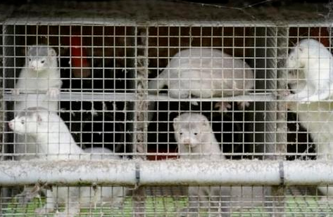 丹麦首相道歉了：该举措不具有法律依据