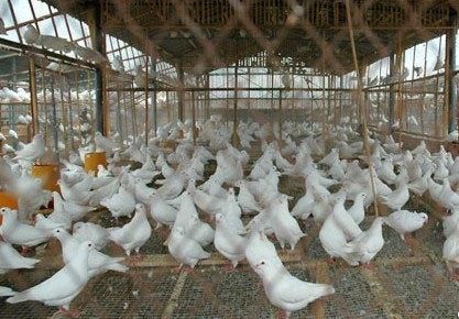 农村养300对肉鸽子一年的利润能有多少?
