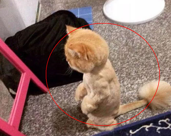 猫咪被主人换了造型,呆呆的坐在镜子前,表情让人笑喷啦