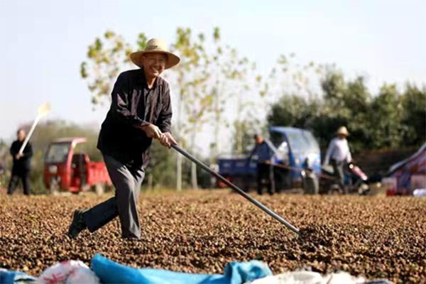 在联兴油茶基地晒场上,务工职员老李开心的翻晒油茶果。国度林草局供图