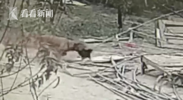 饭店老板惦记美味 训练自家金毛偷鸡300多只