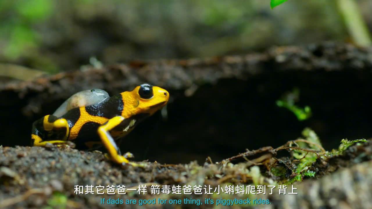 箭毒蛙爸爸把五个蝌蚪寄养在不同的地方