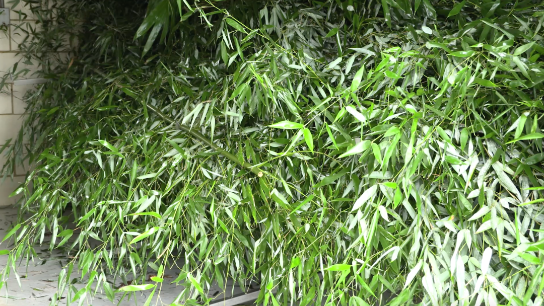 美国华盛顿史密森学会国家动物园储藏的竹子。(视频截图)