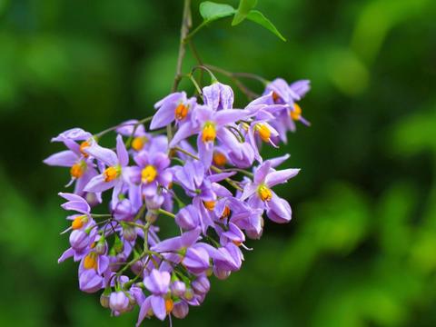 这“三种花”不用花钱买，掐根枝埋土里，繁殖一大片，花开小半年