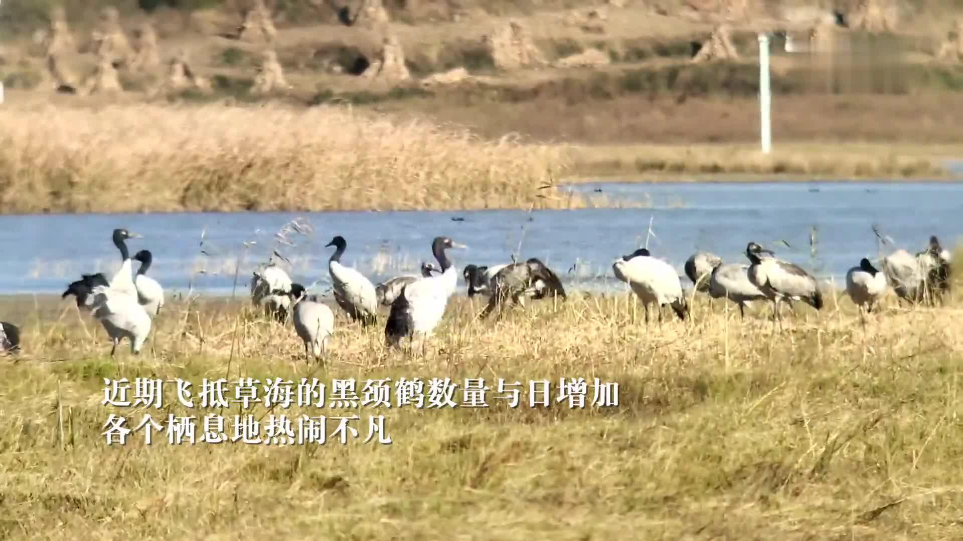 贵州草海国家级自然保护区迎来越冬黑颈鹤