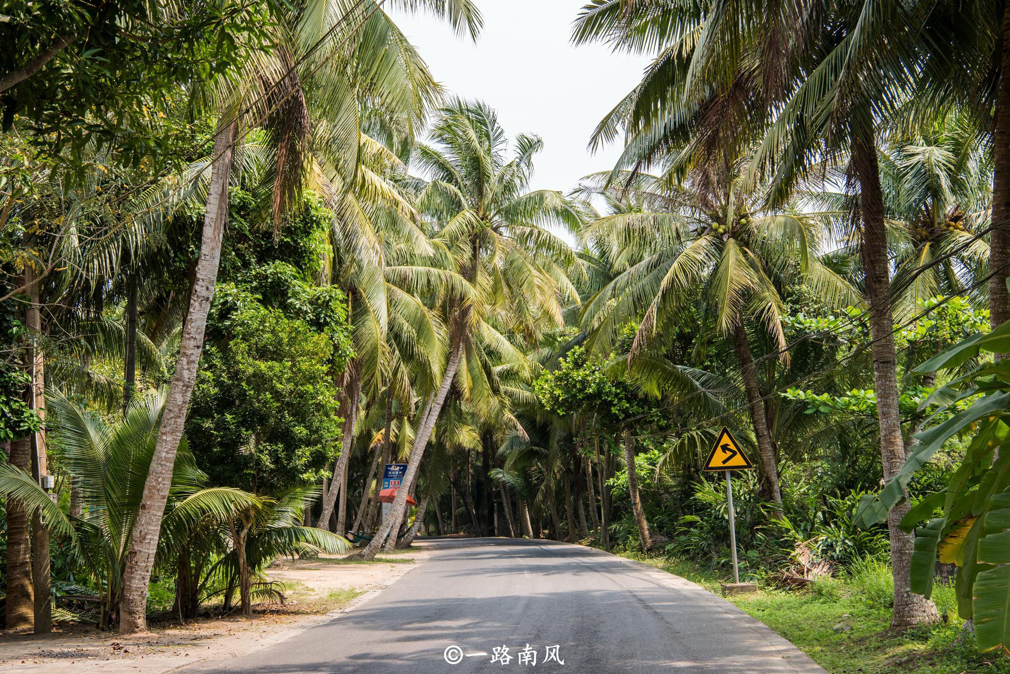国内椰子第一多的乡镇，位于海南文昌，椰林海滩美成画，游客不多