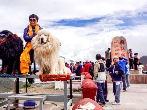 西藏旅游：有主人的藏獒、牦牛不能拍摄，尊重藏人习俗很有必要