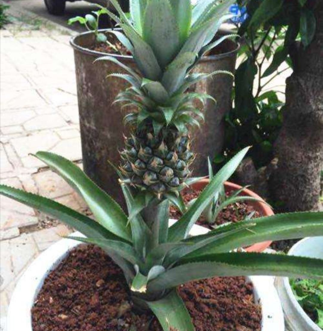 菠萝头不要扔,把它养成漂亮的小盆栽,方法很简单