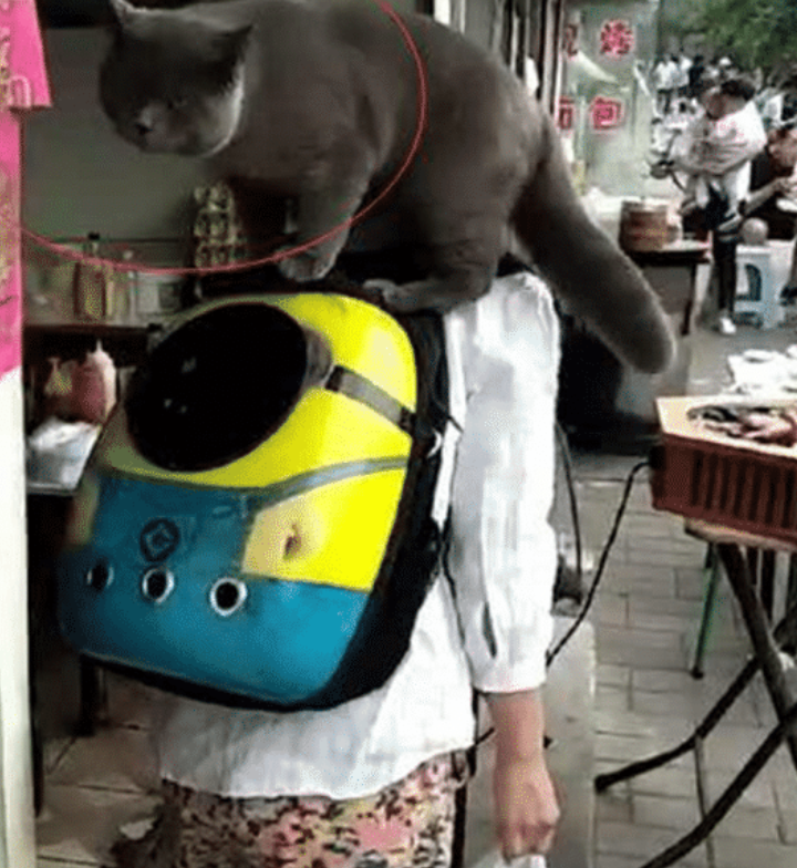 蓝猫排行_蓝猫充电-共享经济竞争白热化,千亿市场仍待挖掘