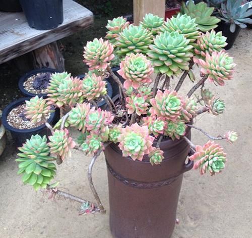 多肉植物爱吃2种肥,根系健壮,叶子肥厚,养成老桩|多肉植物|淘米水|养