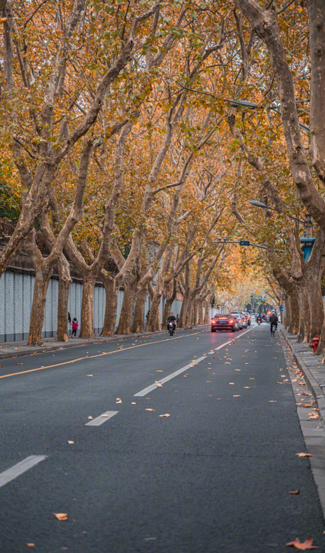上海武康路街道两侧都是梧桐树初冬时节