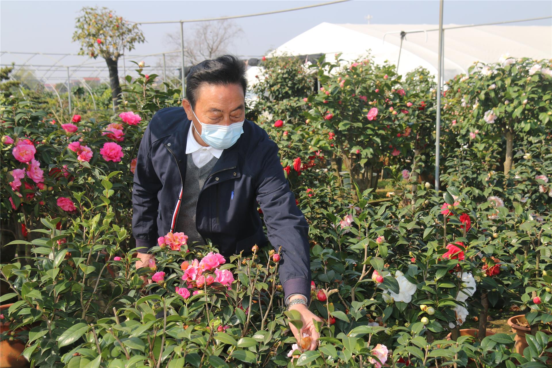 婺城:茶花三十年