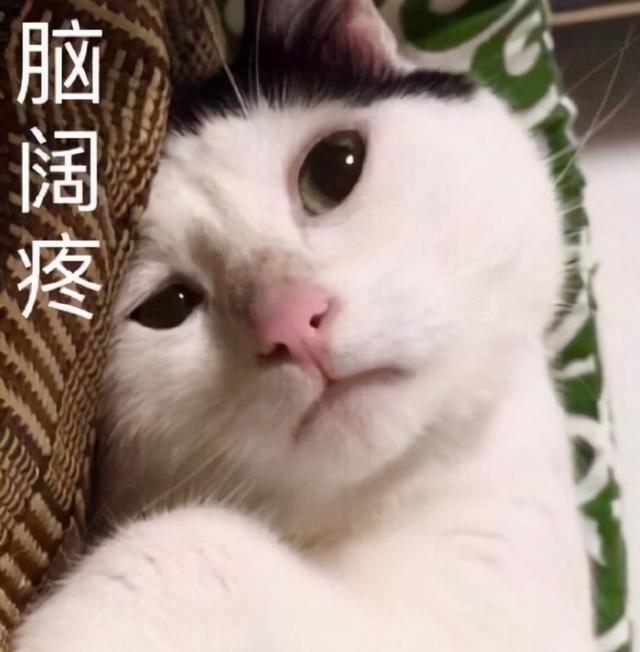 喵星人表情包合集|我太难了