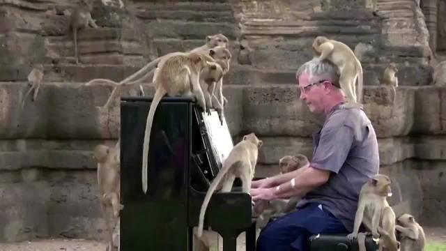 钢琴家为猴子弹琴弹到浑身是猴！