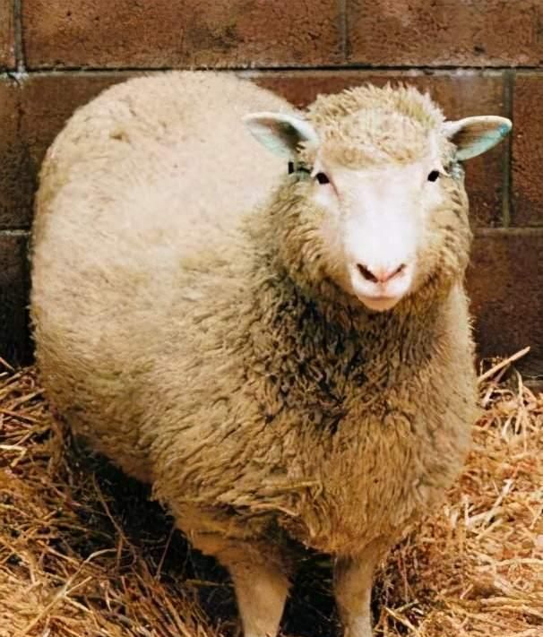 为什么现在很少提克隆了？因为克隆动物都短命，是端粒...