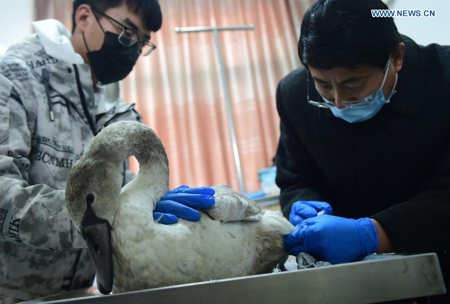 Staff members check on one of the two swans rescued by the local wildlife protection authority in Cangzhou, north China's Hebei Province, Nov. 25, 2020. The two swans had been immobilized and suffering from gastrointestinal diseases when farmers found them in Huanghua City of Cangzhou. They were then given medical treatment and are awaiting recovery at a local wildlife conservation center. (Photo by Fu Xinchun/Xinhua)