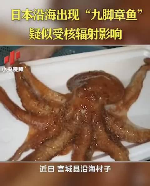 近日,日本宫城县发现一只"九脚章鱼"