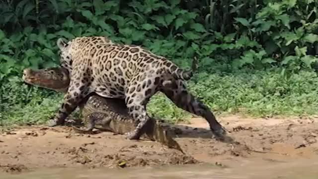 难得一见！巴西湿地上演美洲豹捕杀凯门鳄精彩画面