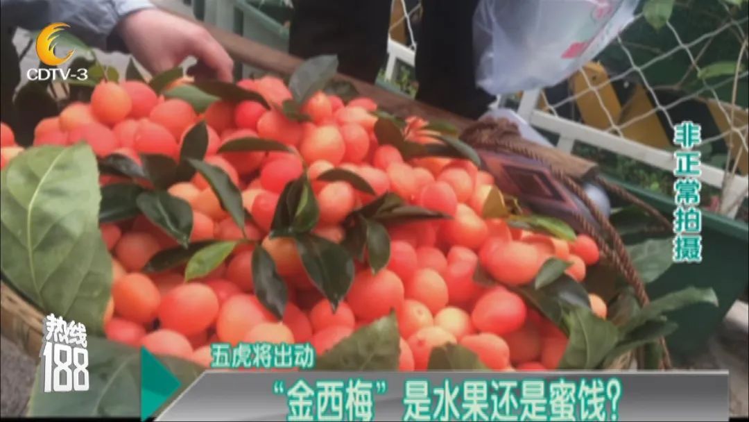 网红水果金西梅再次上市农科专家不是水果是加了糖做的蜜饯